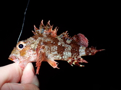 Scorpaena maderensis