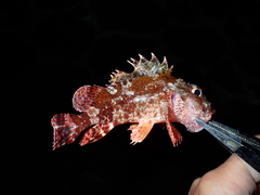 Scorpaena maderensis