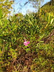 Boronia rivularis