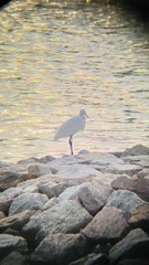 Egretta garzetta