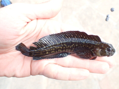 Parablennius parvicornis