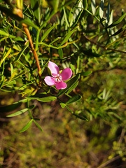 Boronia rivularis