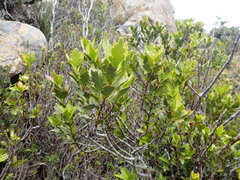 Phyllocladus aspleniifolius