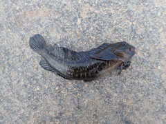 Parablennius parvicornis