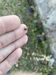 Coccinellinae