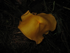 Hymenogloea papyracea