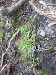 Gleichenia