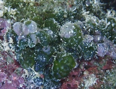 Valonia macrophysa