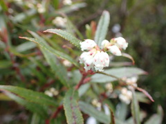 Gaultheria hispida