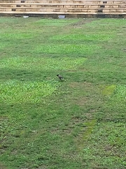 Acridotheres javanicus