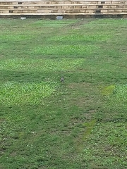 Acridotheres javanicus