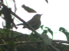 Catharus occidentalis