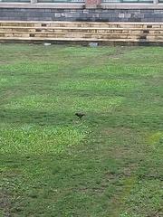 Acridotheres javanicus