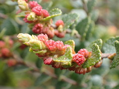 Nothofagus cunninghamii