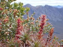 Nothofagus cunninghamii