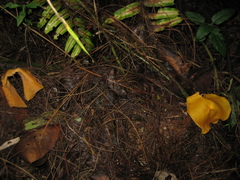Hymenogloea papyracea