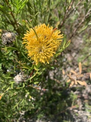 Isopogon