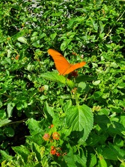 Dryas iulia moderata