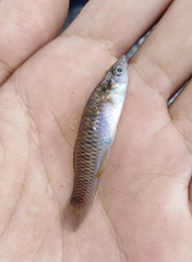 Pseudoxiphophorus jonesii