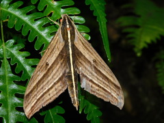 Elibia dolichus