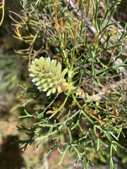 Isopogon