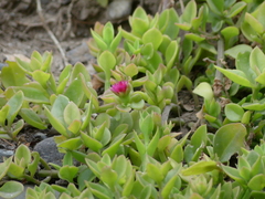 Mesembryanthemum cordifolium