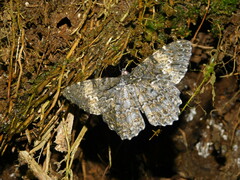 Amblychia hymenaria