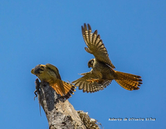 Falco sparverius sparverius
