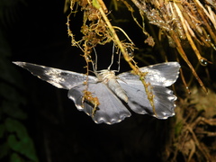 Amblychia hymenaria