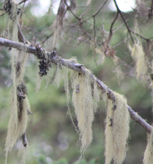 Alectoria sarmentosa