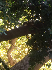 Sciurus niger rufiventer