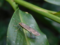 Teulisna diastropha