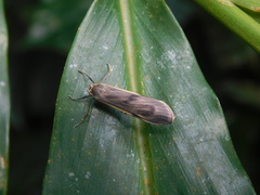 Teulisna diastropha