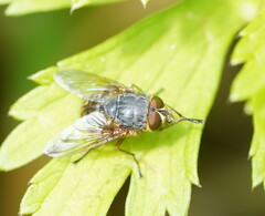 Calliphora hilli