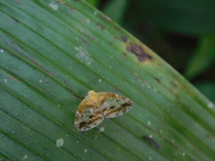 Ricanoptera fenestrata