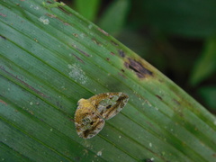 Ricanoptera fenestrata