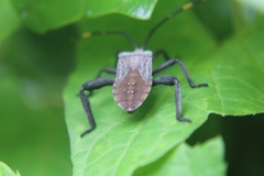 Anoplocnemis