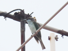 Merops viridis