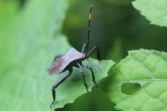 Anoplocnemis