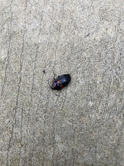 Scutiphora pedicellata