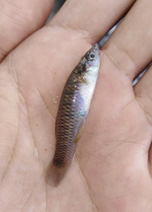 Pseudoxiphophorus jonesii