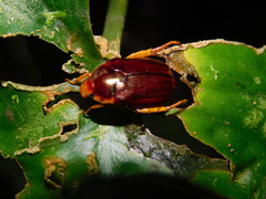 Callistethus drescheri