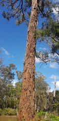 Eucalyptus melliodora