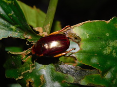 Callistethus drescheri