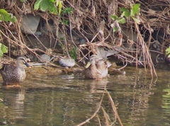 Anas platyrhynchos platyrhynchos