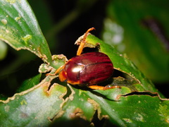 Callistethus drescheri