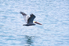 Pelecanus occidentalis