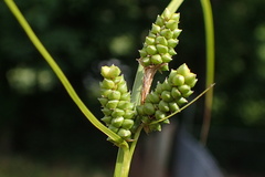 Carex caroliniana
