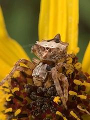 Acanthepeira stellata