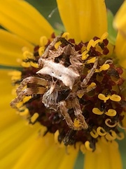 Acanthepeira stellata